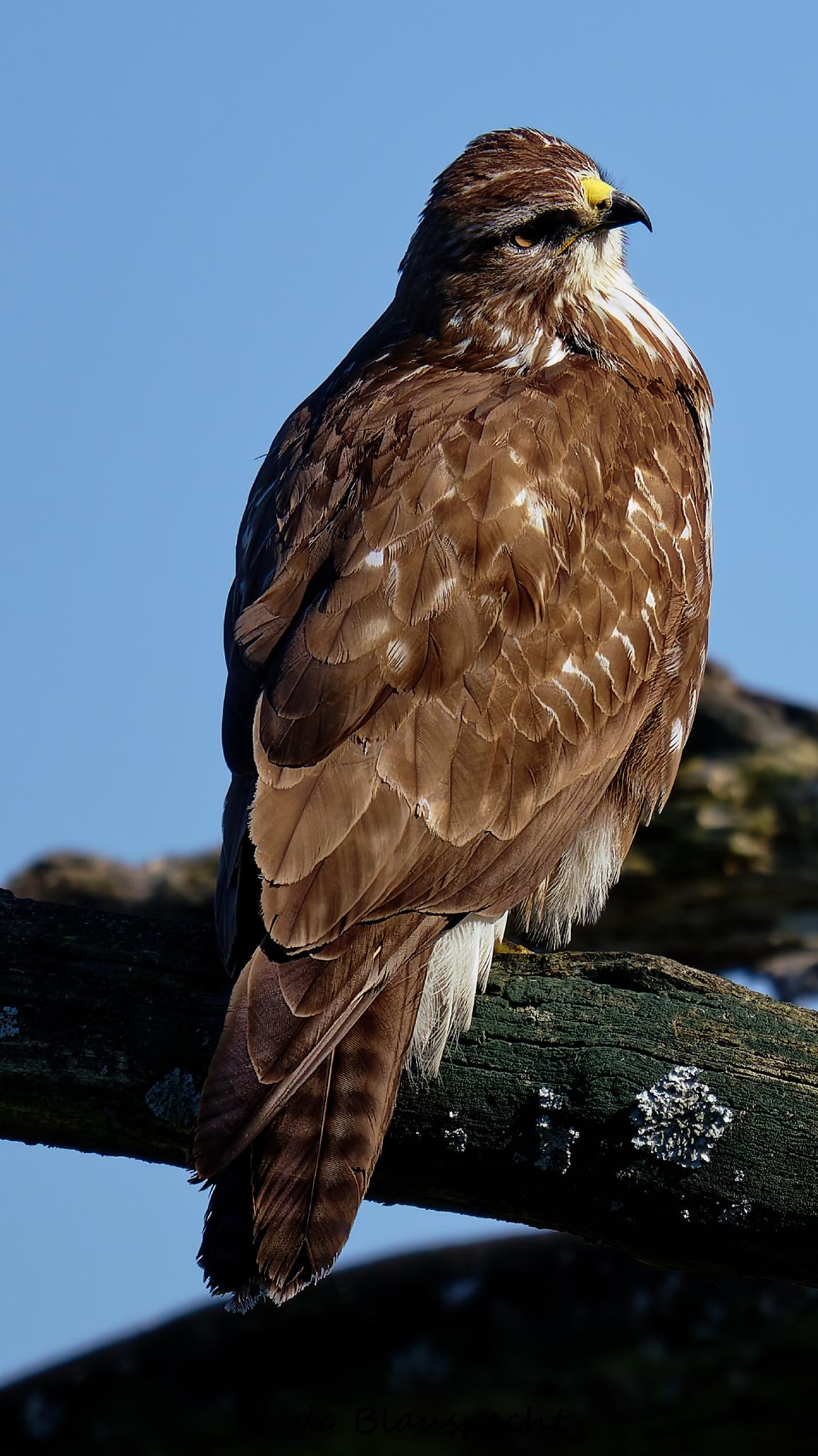 Mäusebussard   Steveraue   2026.03.05 13.39 34 HQ